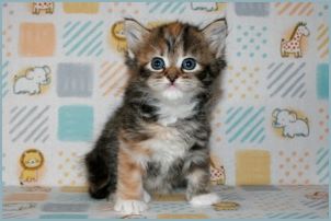 Female Siberian Kitten from Deedlebug Siberians